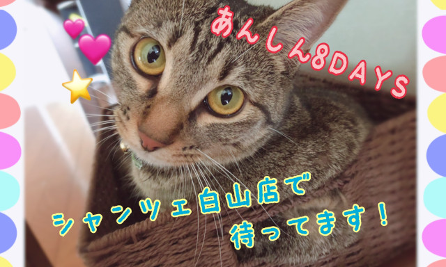 【シャンツェ白山店】あんしん8DAYS開催です！