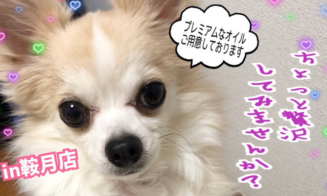 【鞍月店】普段のオイル交換を贅沢に！当社自慢のプレミアムオイルを試してみませんか？【決算期サービスキャンペーン第三弾】